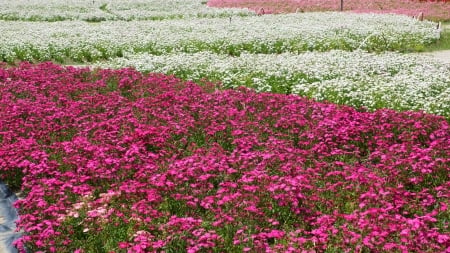 Petunia - petunia x hybrida, rose pink, ruby red, petunia hybrids, 4k, white, petunia x atkinsiana, red, 3840x2160, petunia, flowers, flower