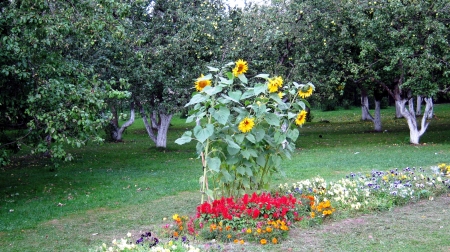 Flowers - appletrees, blossoms, sunflowers, apples, garden