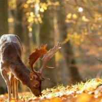 the deer in a fall forest