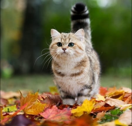 kitty in a fall leaves - animals, cats, kitty, fall leaves