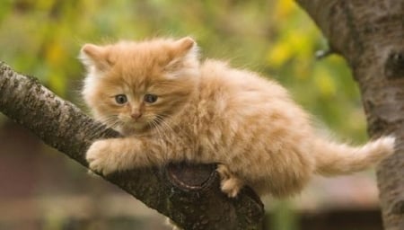 ginger kitten on a tree - cats, kitten, tree, animals