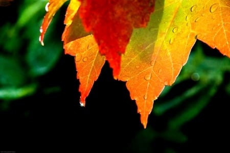 ✿⊱•╮Autumn Dew Drops╭•⊰✿ - photography, colors, leaves, dew drops, autumn beauty, fall, lovely still life, autumn, love four seasons