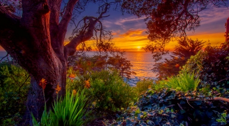 Sunset lake - branches, sky, lake, trees, sunset, shore, amazing, reflection, beautiful, wildflowers