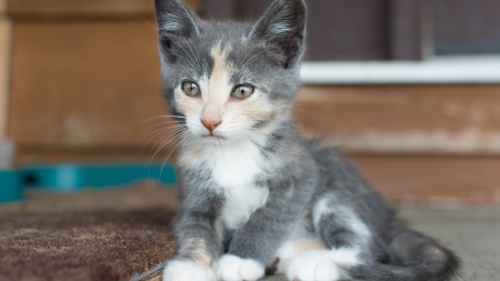 Kitten. - cat, eyes, kitten, white, grey, blue, animal, cute, gray