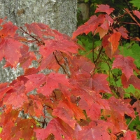 Jones Pond - Adirondack Foliage 2015