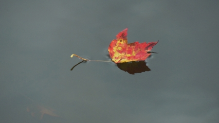 Lonely Leaf - Maple, floating leaf, Autumn, Red, Fall leaves, Fall, Falling leaves, Red Leaves