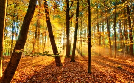 Forest sunlight - forest, fall, glow, foliage, rays, beautiful, leaves, sunlight, woods, trees, autumn