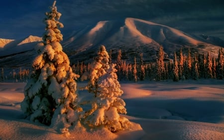 Winter Sunrise - mountains, cold, trees, snow