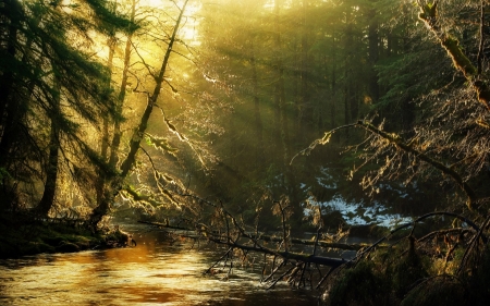 Deep Forest - sunlights, sunrise, trees, river