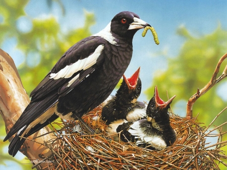 magpies by ego guiotto - magpie, bird, nest, worm