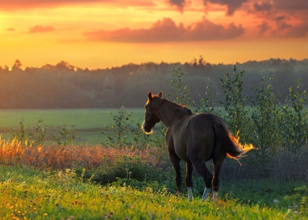 Wild Horse - nature, amazing, sunset, horse