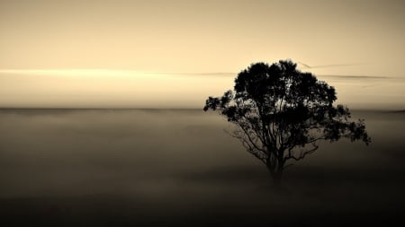 tree in a monochrome mist - horizon, tree, monochrome, mist