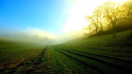 misty field - hill, trees, mist, field, morning