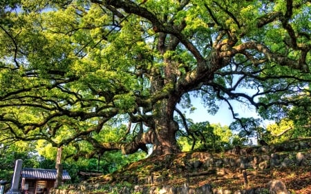 magnificent tree hdr - limbs, shoppe, rocks, tree, roods, hdr