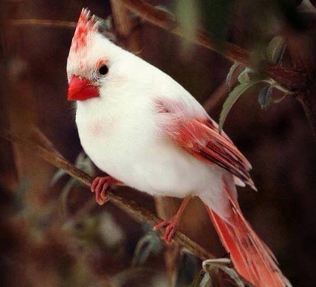 Lovely Bird - lovely, animal, bird, branch