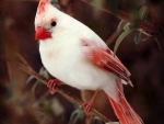 Lovely Bird