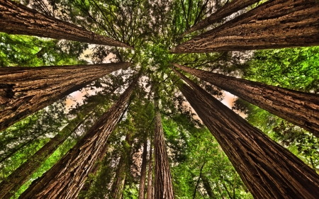 muir woods looking up hdr - forest, tall, up, hdr, redwoods, trunks