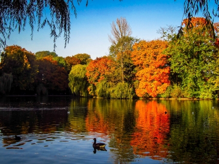 Autumn Beauty - nature, autumn, duck, lake, reflection, forest