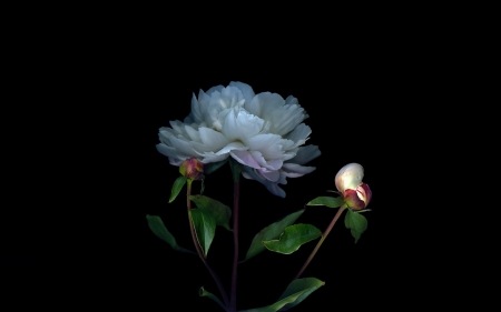 Beautiful Flowers - photography, dark, flower, buds