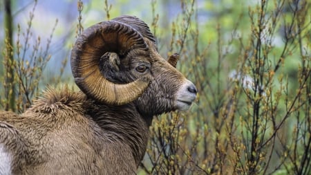 ram - sheep, grass, ram, horns