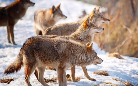 Wolf pack - wildlife, wild animals, wallpaper, animals, hd, wilderness, wolf, wolves, wild, predators, nature