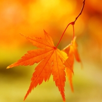 Autumn leaf background