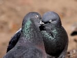 Pigeon in Love