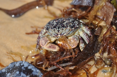 The Ugly Crab - Sea Weed, Camoflage, Crab, Beach