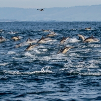 Herd of Common Dolphins in Monterey Bay, California