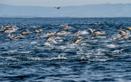 Herd of Common Dolphins in Monterey Bay, California - dolphins, nature, usa, animals