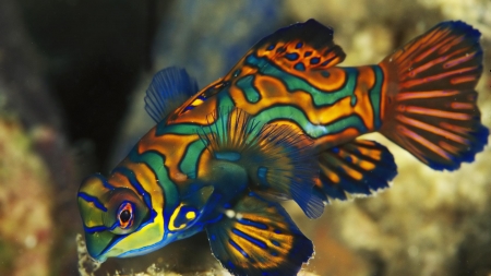 Dragonet Fish