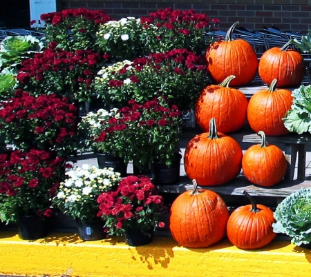 Fall Season - pumpkins, blossoms, sale, flowers, colors, stand