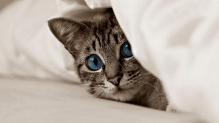 *Kitty Cat* - kitten, eyes, cat, animals, blue eyes