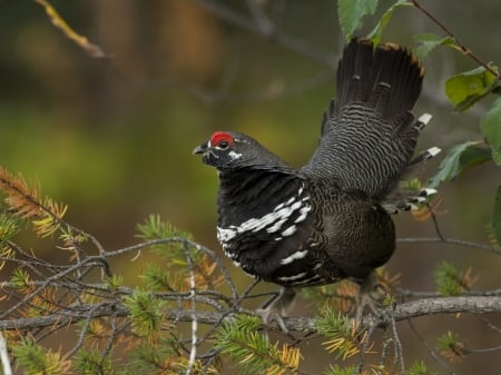 Canadian Spruce Grouse - animal, grouse, bird, branch