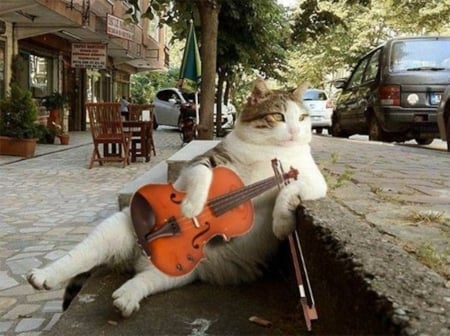 Music Lover - animal, guitar, cat, kitten