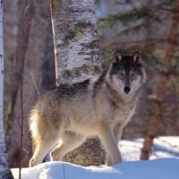 king of the mountains