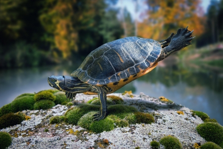 ....101,102,103... - turtle, animal, funny, cute, john wilhelm, gym, frog