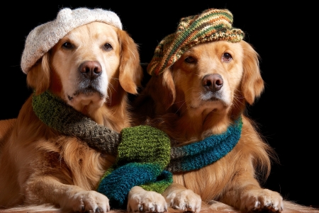 Autumn outfit - autumn, hat, couple, golden retriever, winter, scarf, funny, black, dog, animal, cute