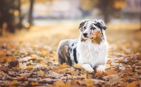 Waiting - spot, dog, orange, white, animal, autumn, australian shepherd, cute, leaf