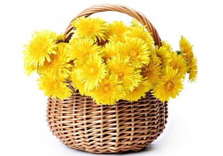 Flowers - basket, white, yellow, chrysantemum, autumn, flower