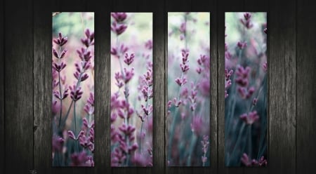 Lavender - wood, purple, window, pink, summer, texture, lavender, flower