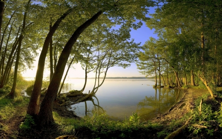 Forest lake - lake, tree, forest, beautiful