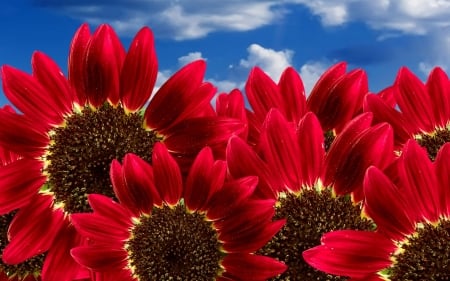 Red sunflowers - cloud, sunflower, nature, red