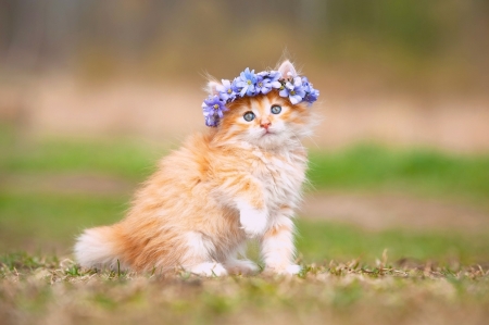 Kitten - flowers, cute, cat, kitten