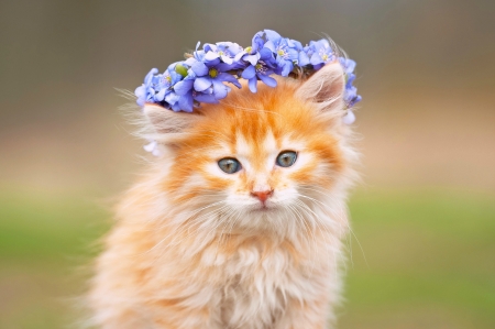 Sweetie â™¥ - kitty, cute, kitten, forget me not, cat, photography, sweetie, adorable