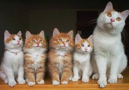 Kittens Family - animal, kitten, family, cat