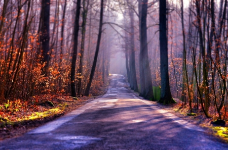 Autumn Walk - fall leaves, forest, walk, nature, autumn