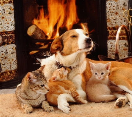 dog and cats by the fireplace - kittens, fireplace, cats, dog, animals