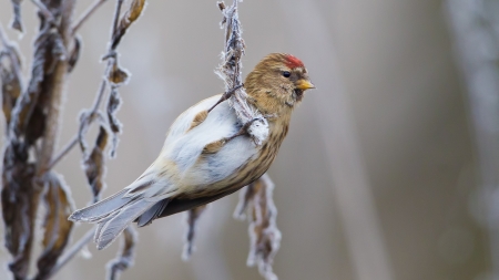 Winter Bird - frost, branches, little, bird