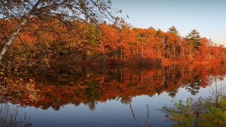 Red Trees - sky, forest, evening, river